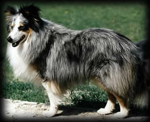 Glenmist Blue Domino