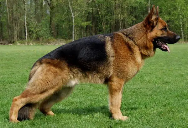 Thielo Vom Hasenborn