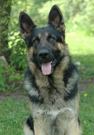 bear german shepherd