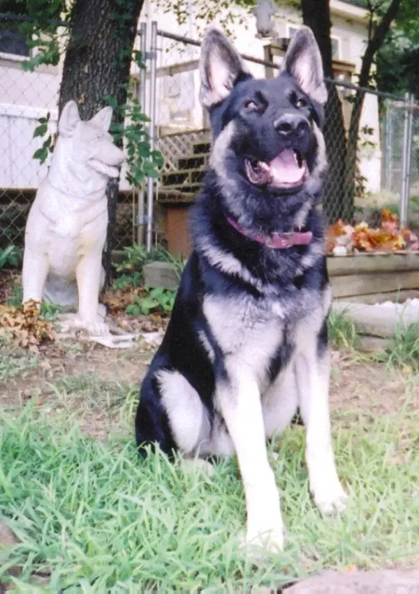 Valiantdale german on sale shepherds
