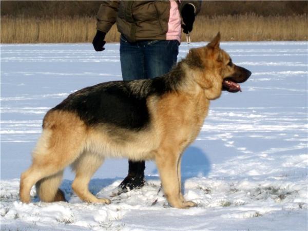 german shepherd eyesight
