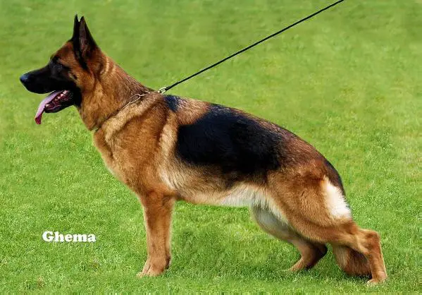 3X V-A (NL) V-A (BE) Opal van de Ybajo Hoeve