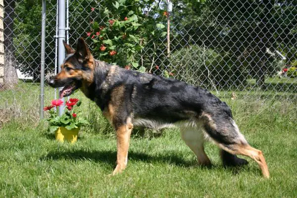 vom gildaf german shepherds