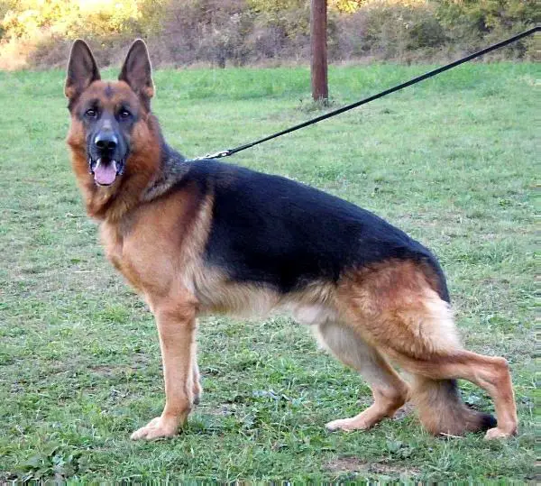 von der haus german shepherds