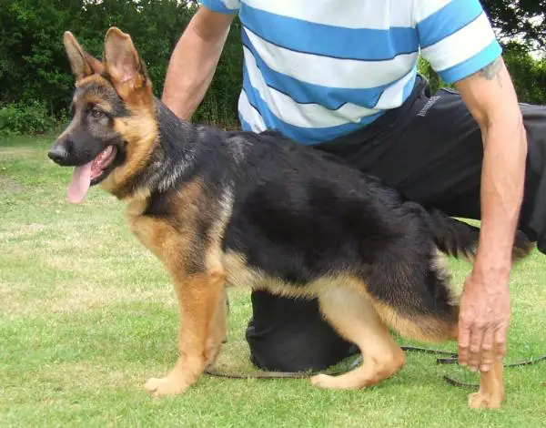 17 week old german shepherd