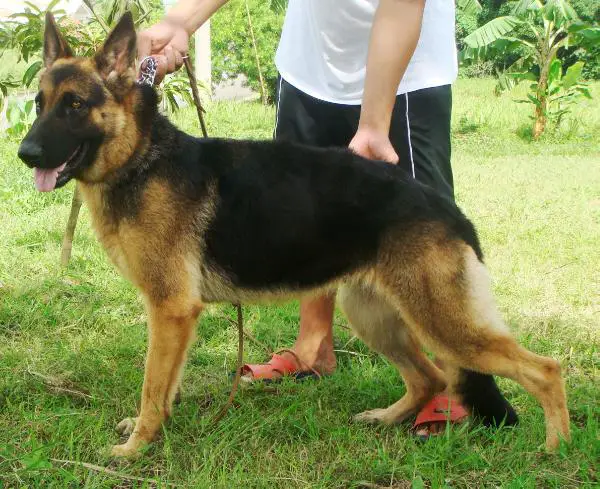 von castle german shepherds