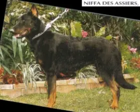 Niffa des Assiers