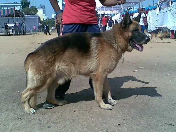 breed yankee dog