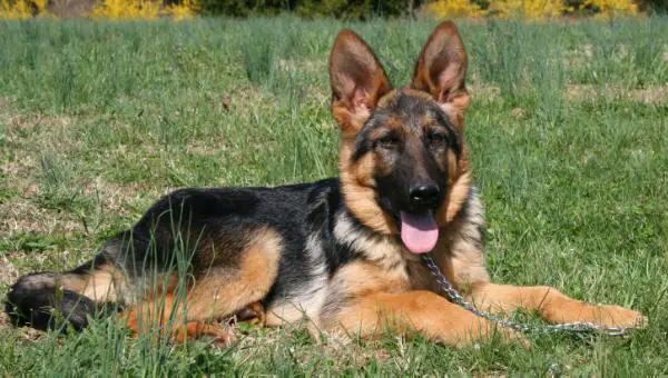 von haus wisenbaker german shepherds