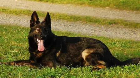 von der haus german shepherds
