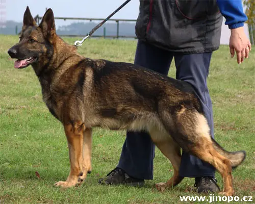Jinopo puppies top