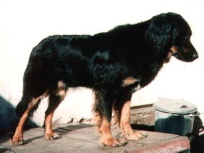 Brona Dablovo oko