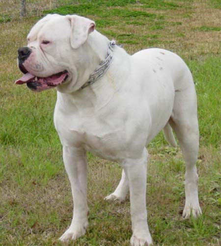 100 johnson american bulldog