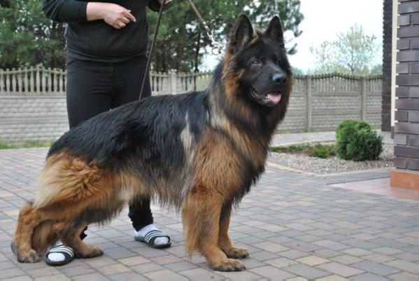 Pedigree deals german shepherd