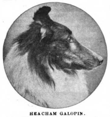 Heacham Galopin