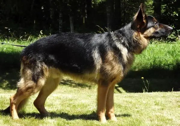 royal german shepherd