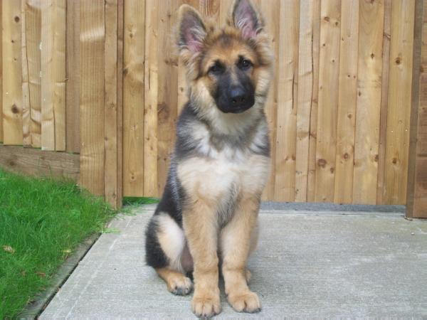 bear german shepherd