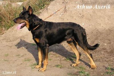Ashua Axerik