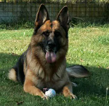 V1,CAC,NV,BOS Lea Perazma