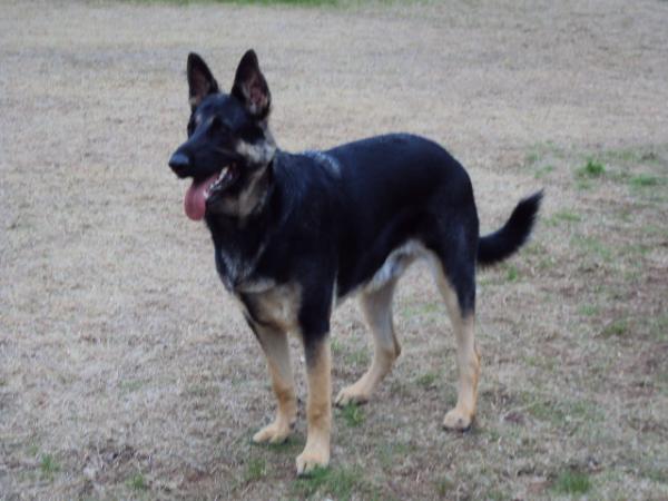 von castle german shepherds