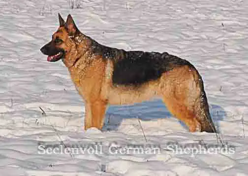 lebenshunger german shepherds