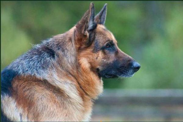 lebenshunger german shepherds