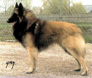 Grimm Van De Hoge Laer