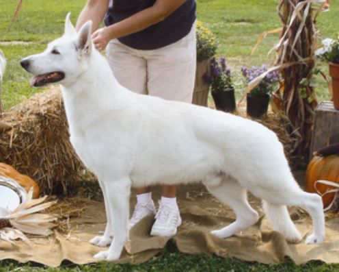UKC Grand Champion, AWSA/WSCC Champion Royal Von Tasz Classic Combo