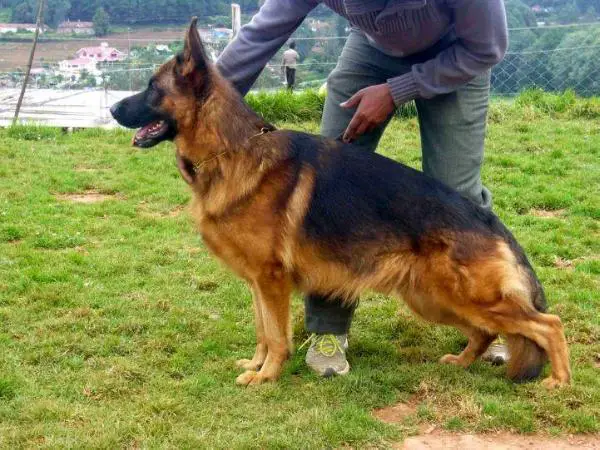 non pedigree german shepherd