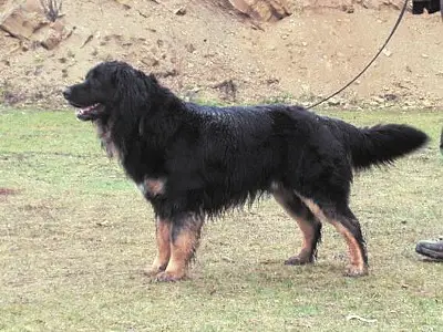 Bernard Adamuv hradek