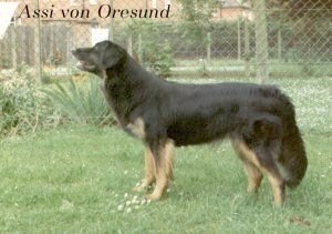 Assi von Öresund