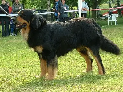 Orion Gasko Prim
