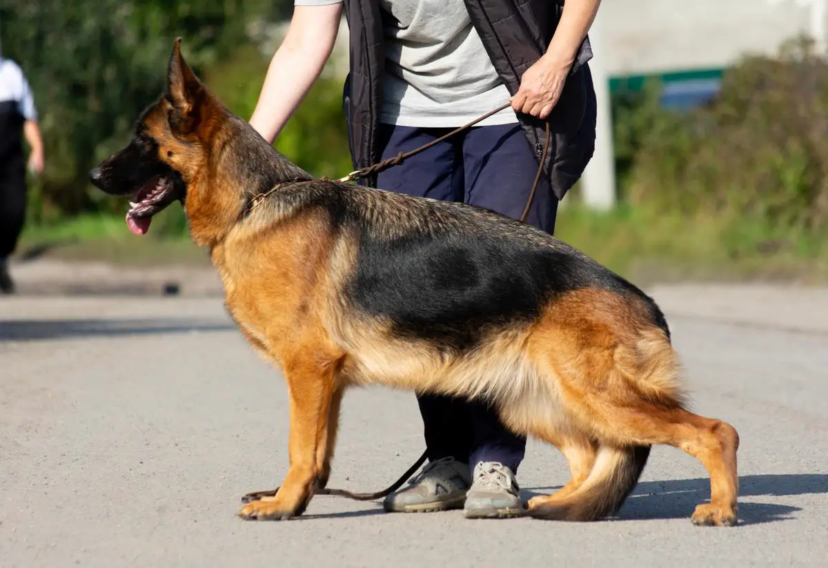 HAFFA OF FLOKISH FEST