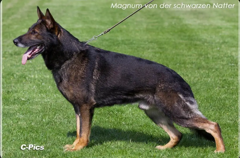 Magnum von der schwarzen Natter