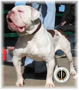 Evolution olde english best sale bulldogge