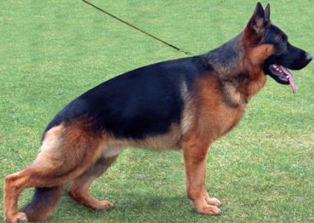 shiraz german shepherd