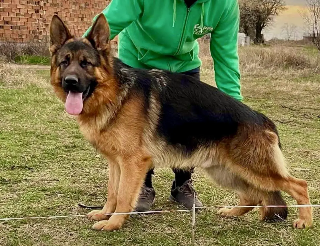 Haku vom. Springberg