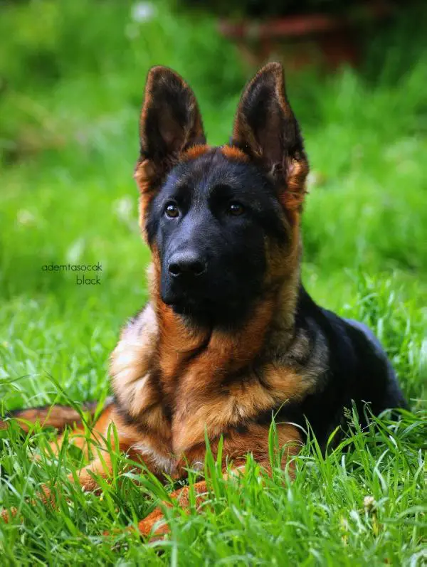 Black face german shepherd sales puppies