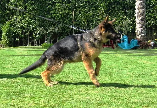 egyptian german shepherd