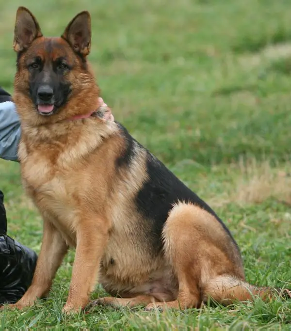 shiraz german shepherds