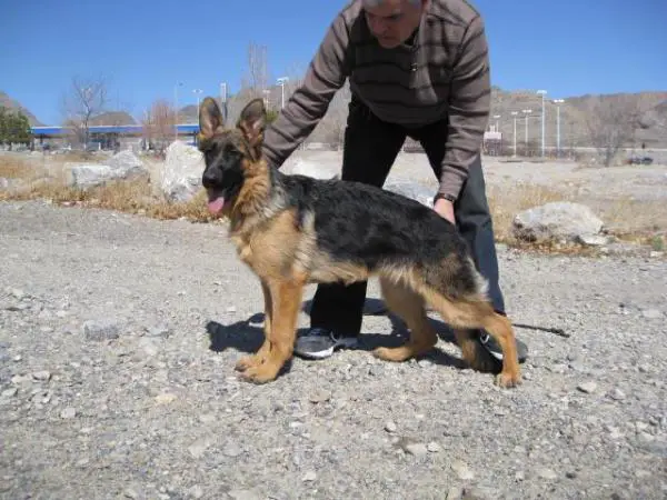 German Shepherd Height Chart