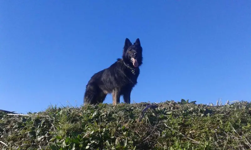 vonthurlow gsd