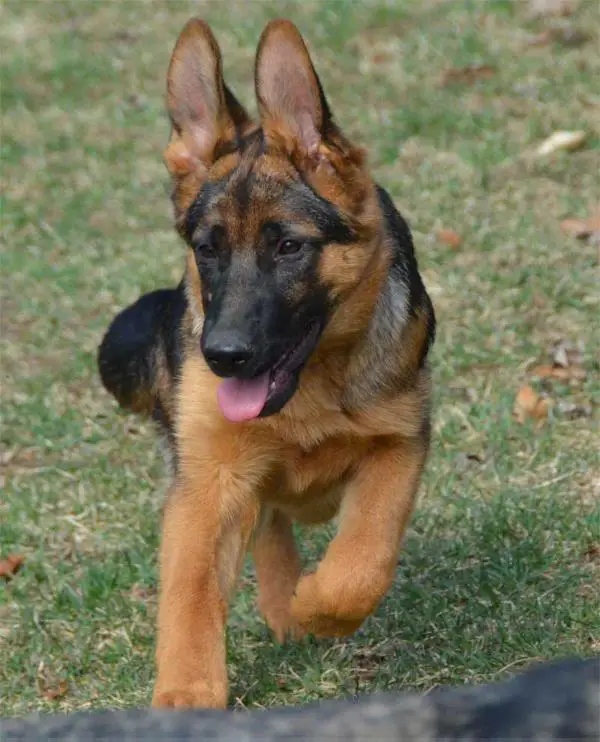 von haus wisenbaker german shepherds