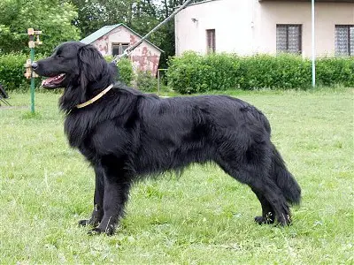 Keston Plavý vítr