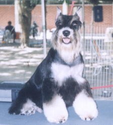 Top Model da Boa Barba