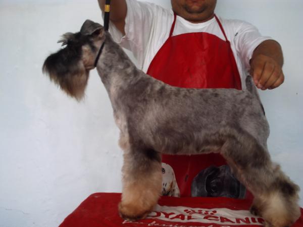 Liv TP Stilo Schnauzer