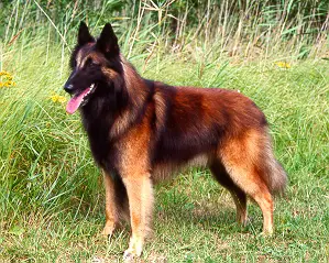 Golan van de Wielander