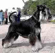 Tvantengen IT`S MON REGIUS