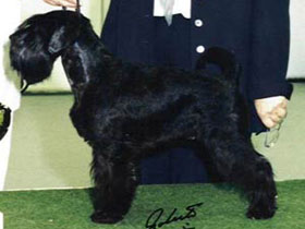 Inter Leader Rezlark