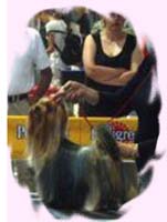 Zorra Wonder of Love